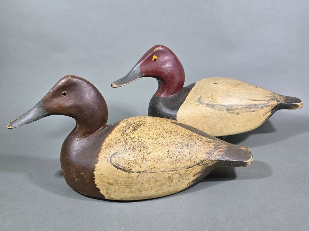 William Cranmer,  Beach Haven,  NJ Canvasback Pair