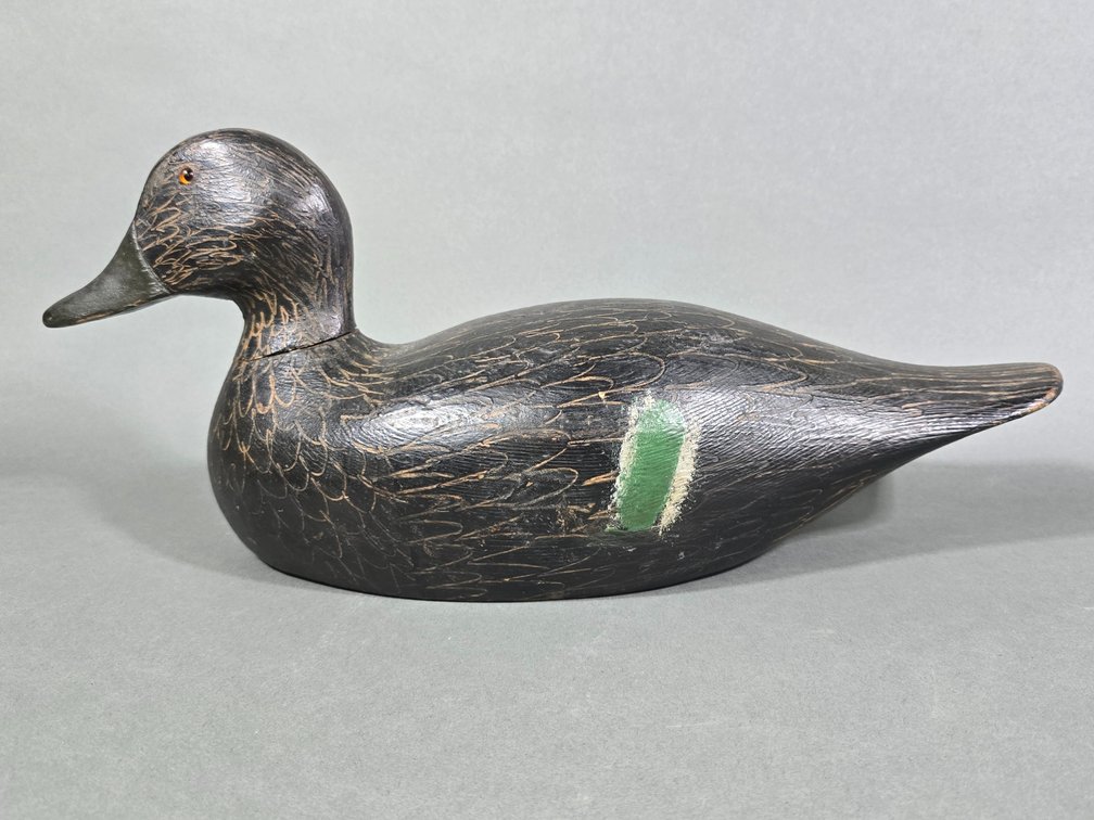 Quebec Canada Black Duck