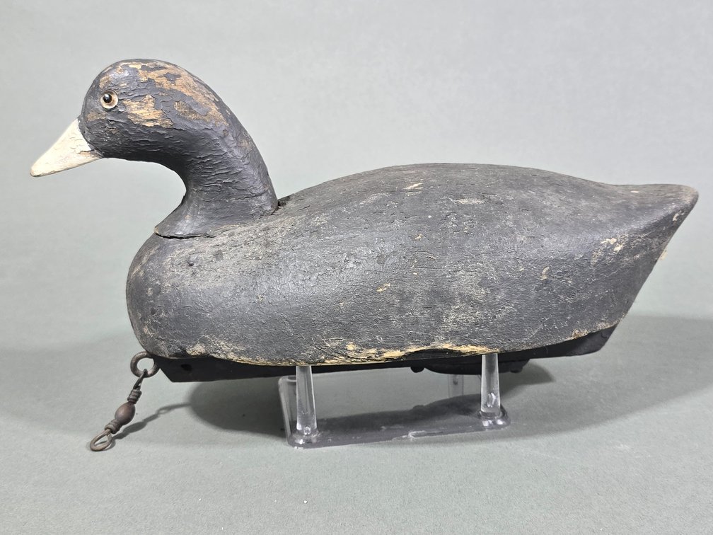 Wildflower Factory Coot