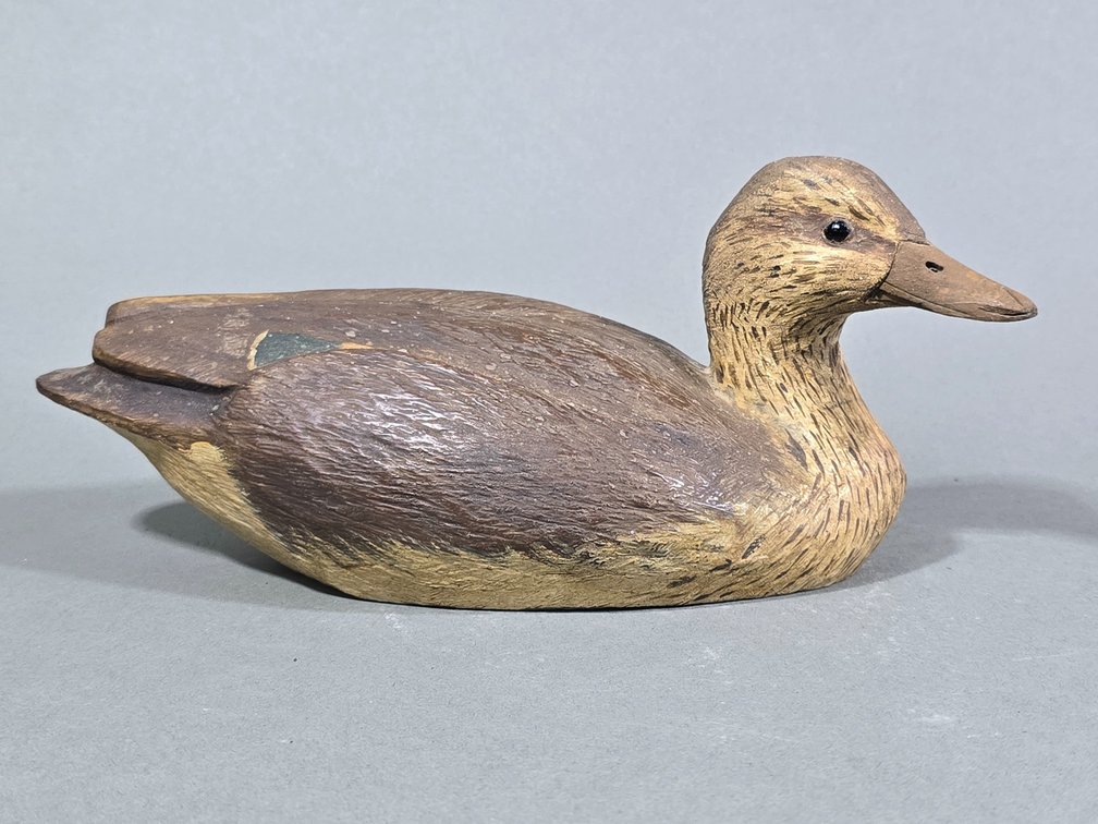 Decorative Greenwing Teal Hen