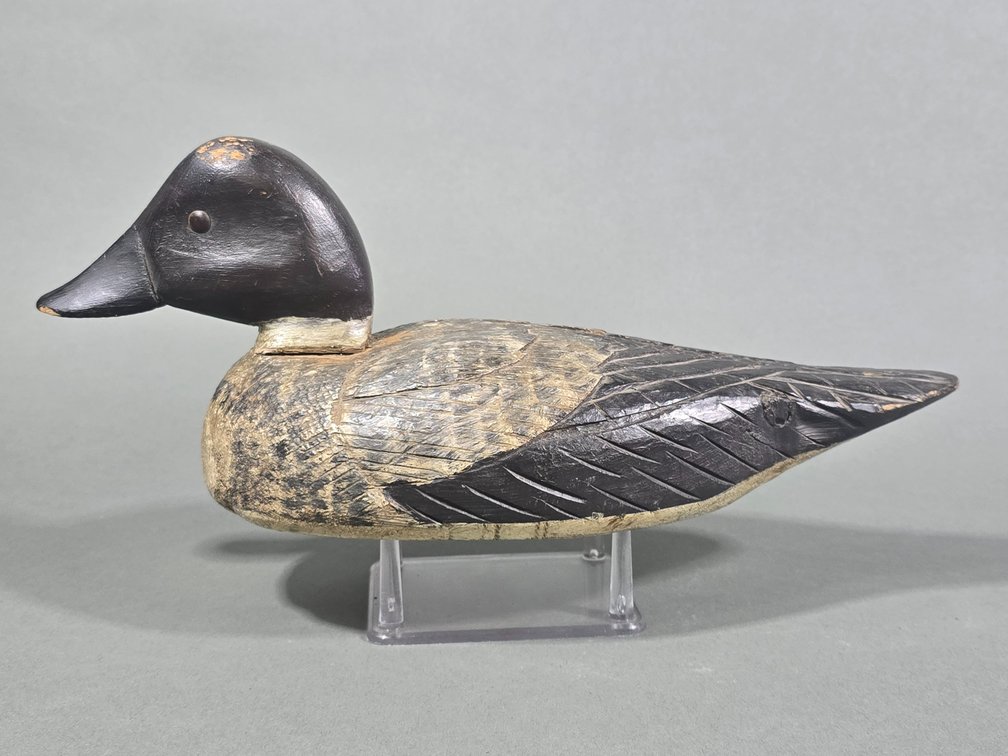 Quebec Canada Goldeneye Hen