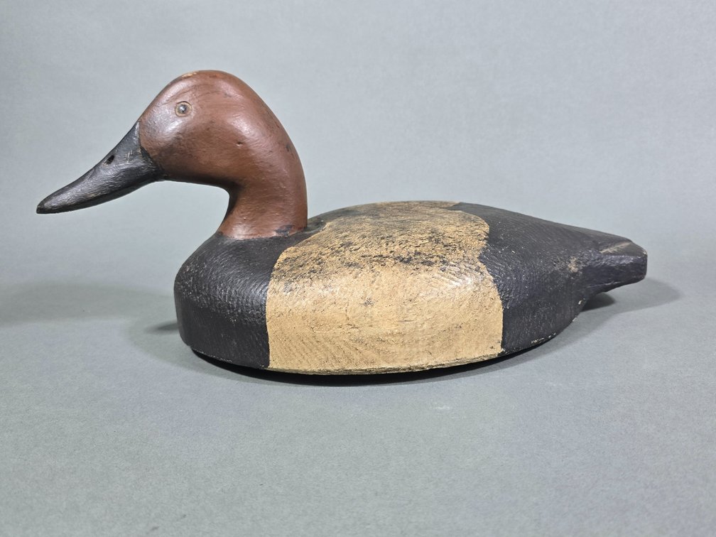 Canvasback From Michigan