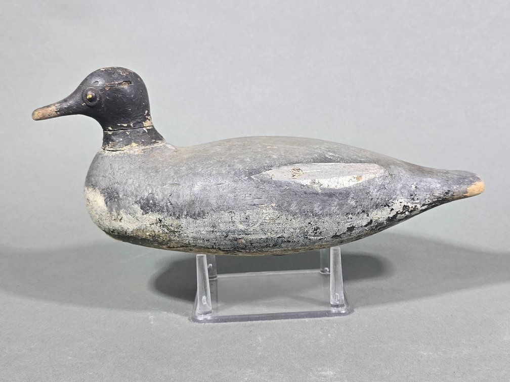 Goldeneye Hen From Upstate New York