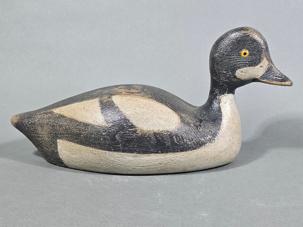 Barrows Goldeneye From Canada