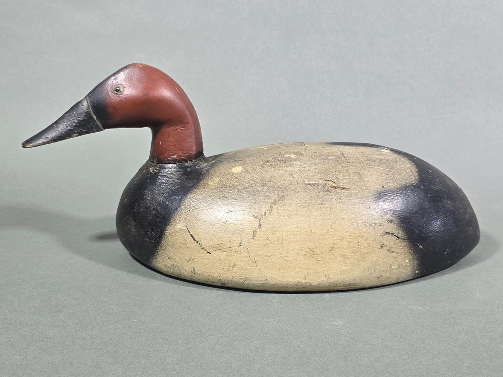 Canvasback From Michigan