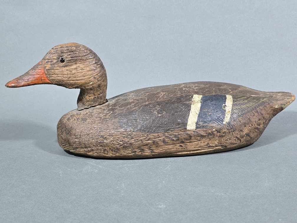 Illinois River Hen Mallard
