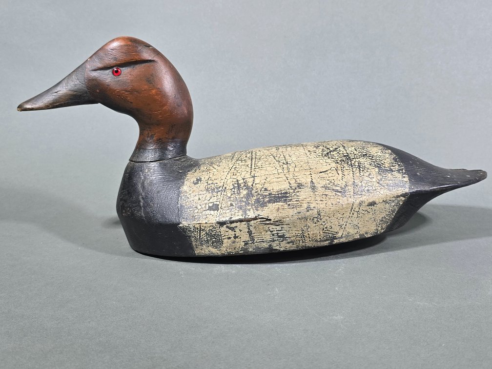 Frank Coombs, Alexandria Bay, NY Canvasback
