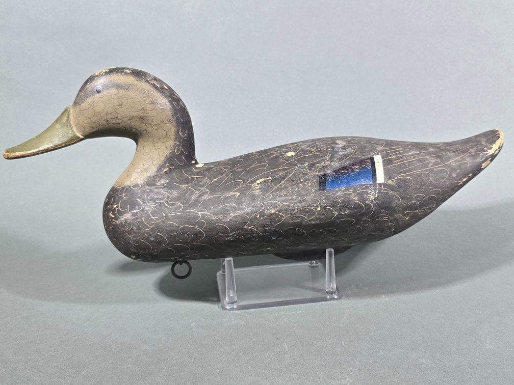 Bryon Bodt, Churchville, MD Black Duck