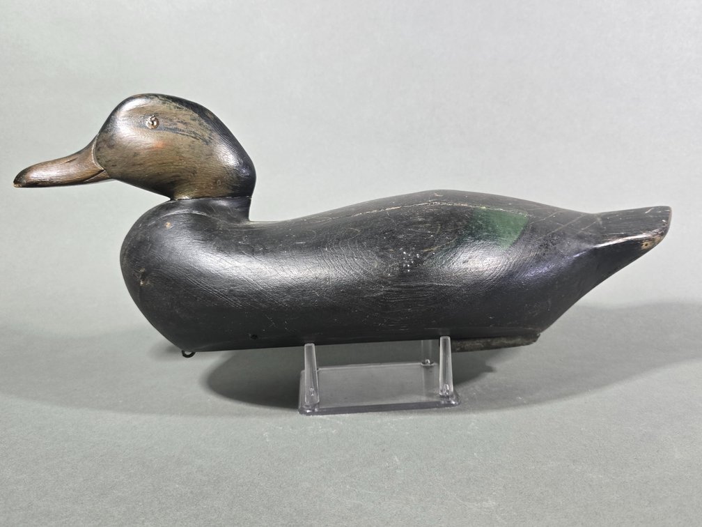 Stratford Connecticut Area Black Duck