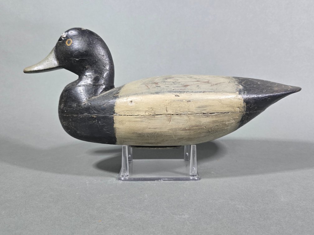 Bluebill From the Barnegat Bay,  NJ Area