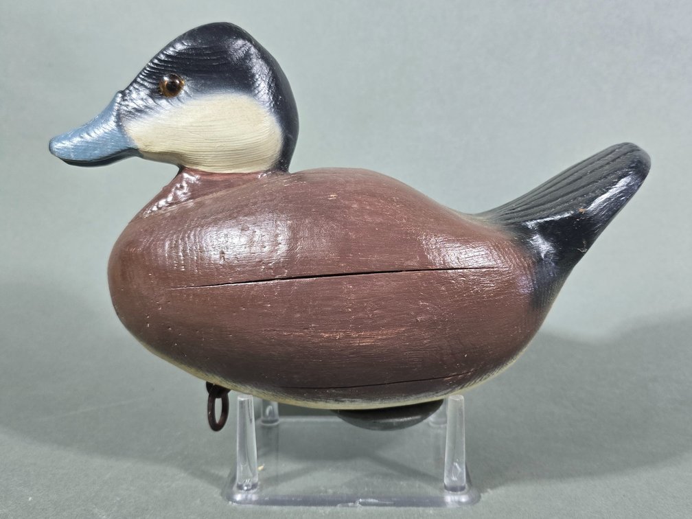 Contemporary Ruddy Duck