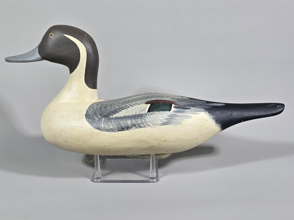 Paul Gibson,  Havre de Grace,  MD Pintail