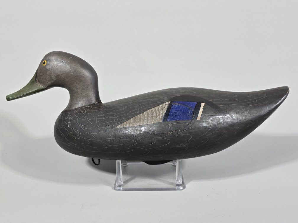 Havre de Grace, MD, Black Duck