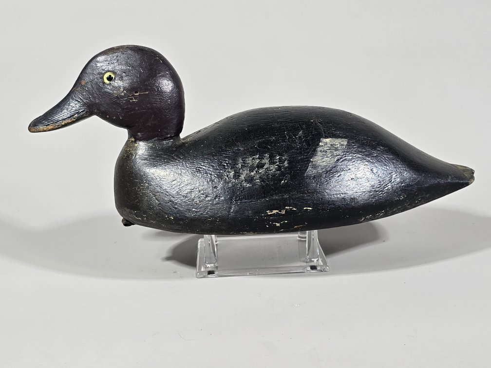 New England, Hen Goldeneye