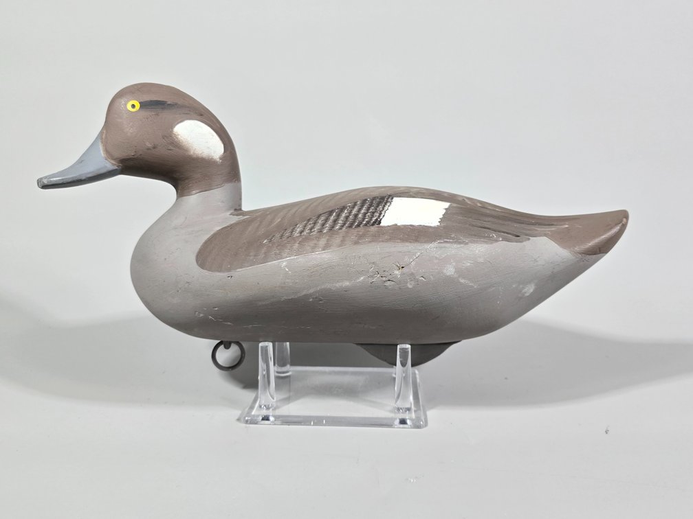 R Madison Mitchell, Havre de Grace, MD, Bufflehead Hen