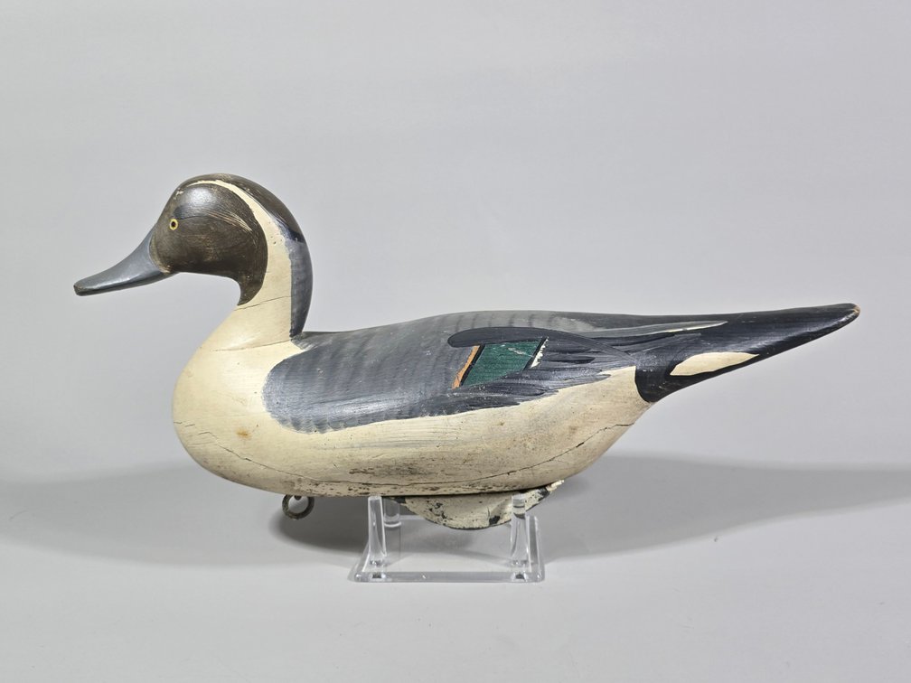Madison Mitchell,  Havre de Grace,  MD,  Pintail