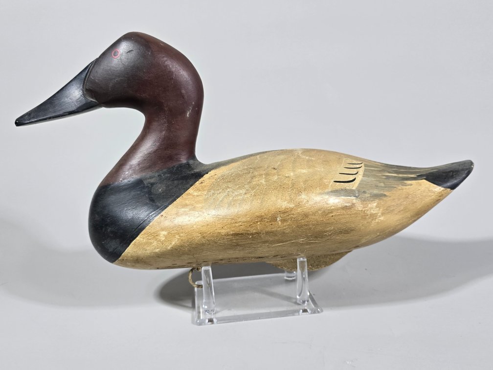 High Head Canvasback From Havre de Grace, MD