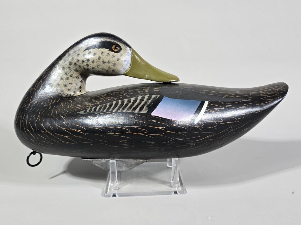 Havre de Grace, MD, Black Duck