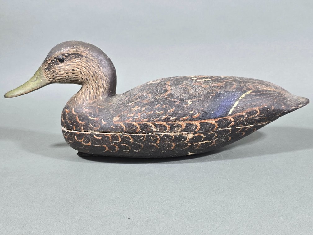 New Jersey, Black Duck