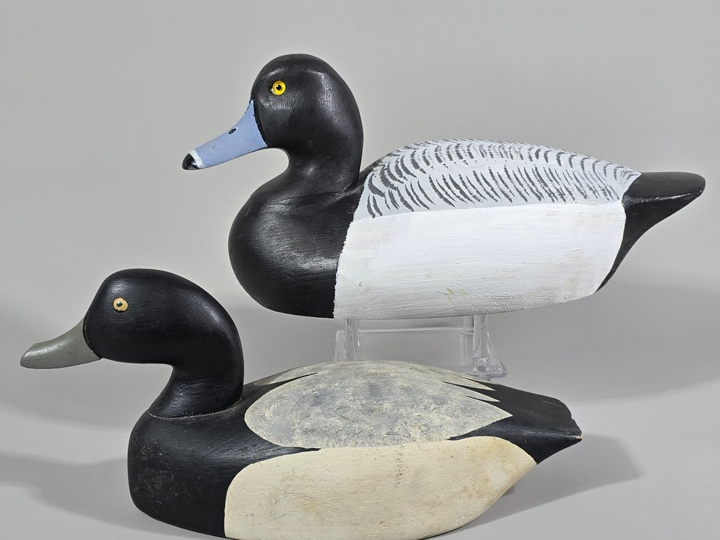 Bluebill Drake Duo