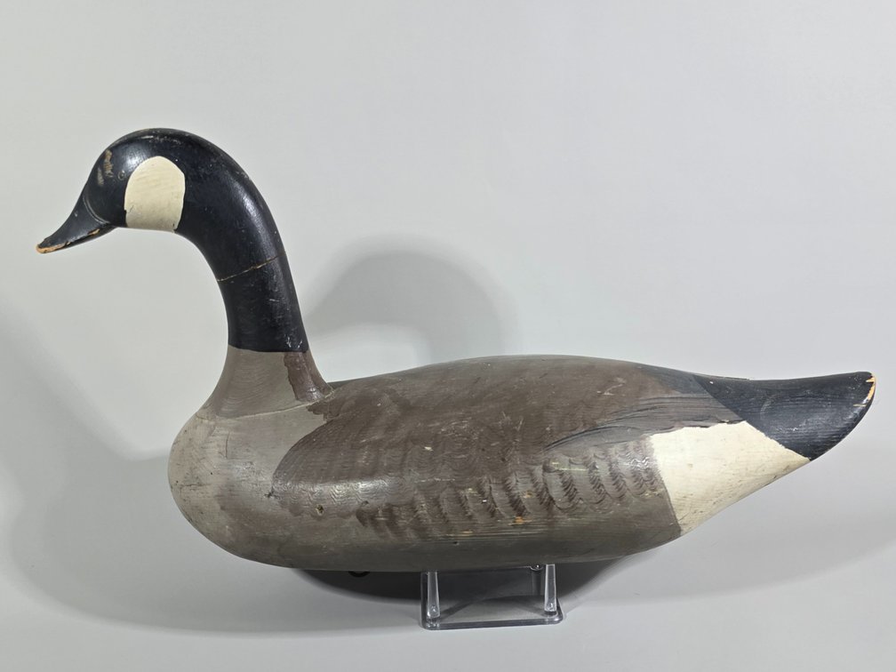 Madison Mitchell Havre de Grace,  MD Canada Goose