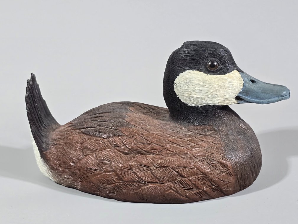 R. Kendrick Ruddy Duck