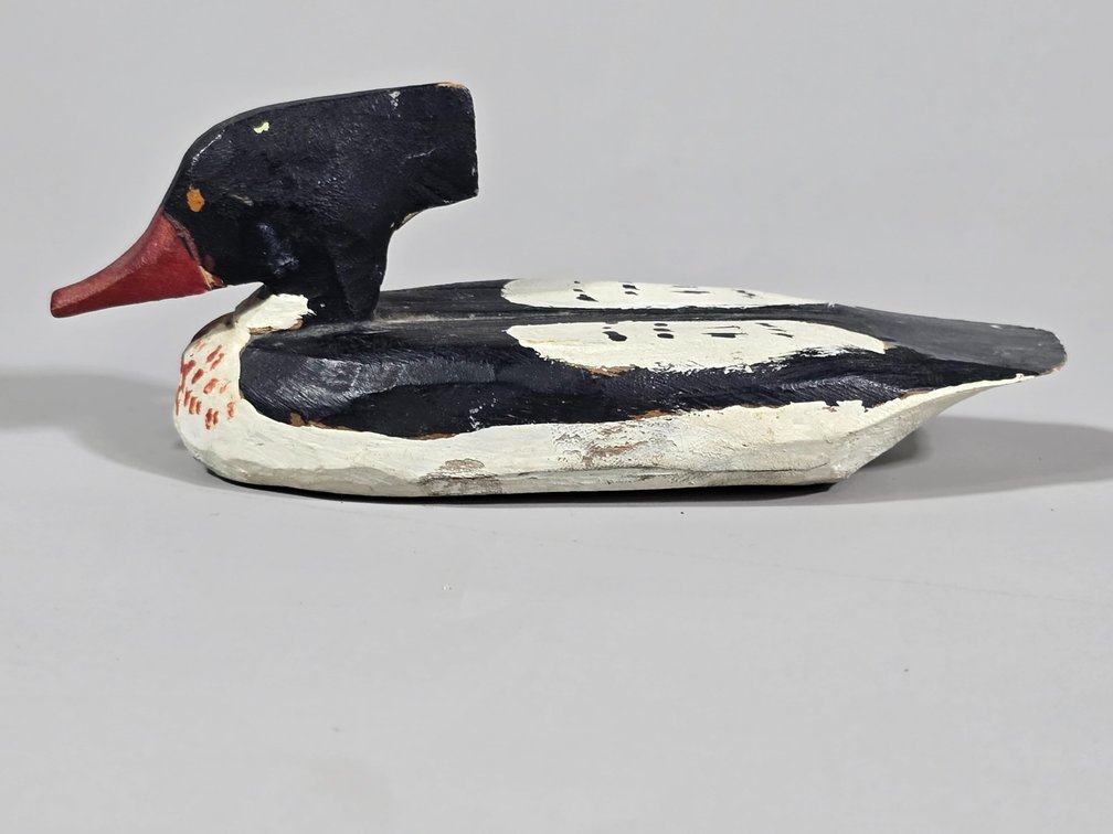 Chincoteague, VA, Merganser