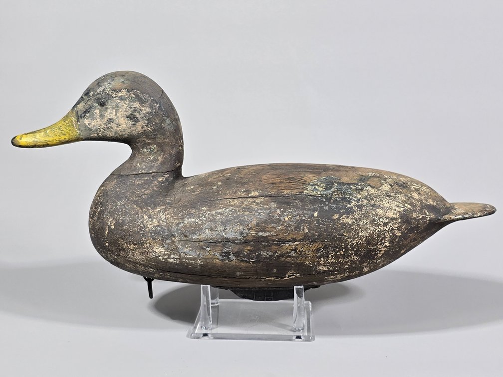 Norman Hudson, Chincoteague, VA, Black Duck