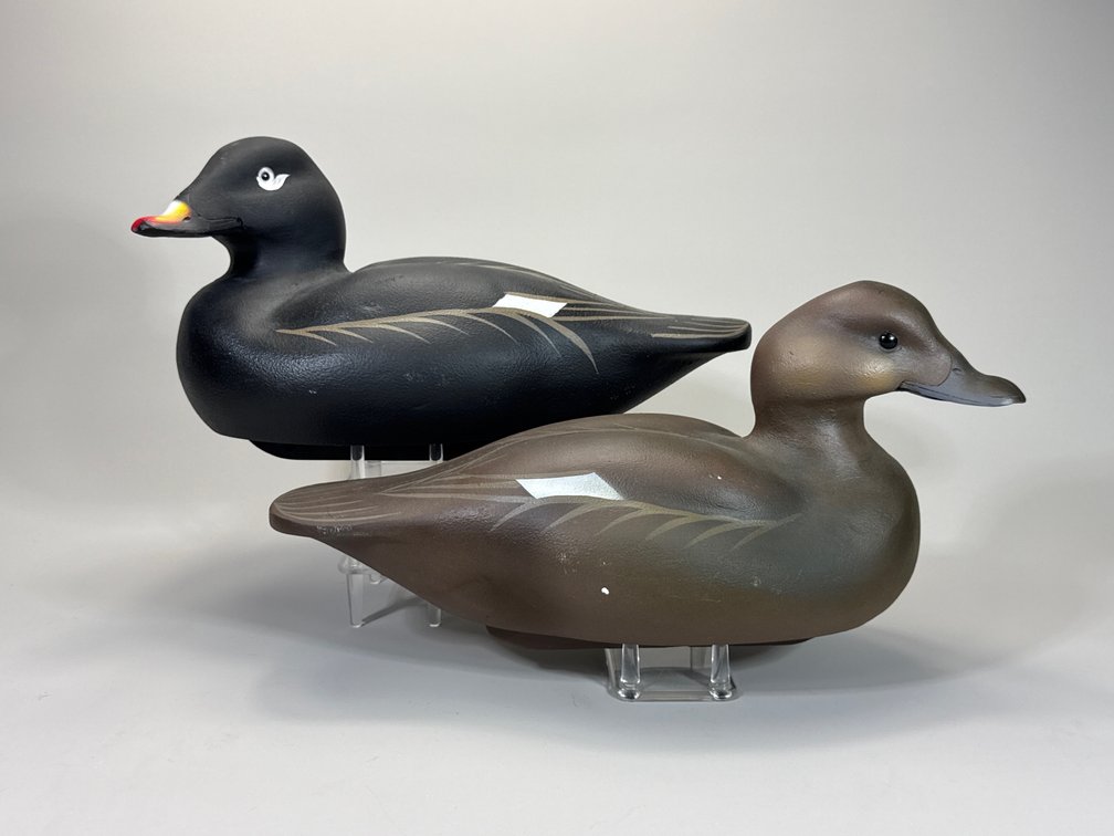 William Veasey, Elkton, MD, White Winged Scoter Pair