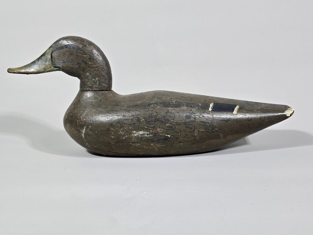 Midwest, Mallard Hen