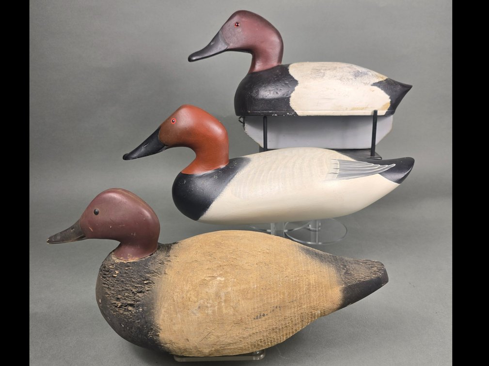 Canvasback Gunning Trio
