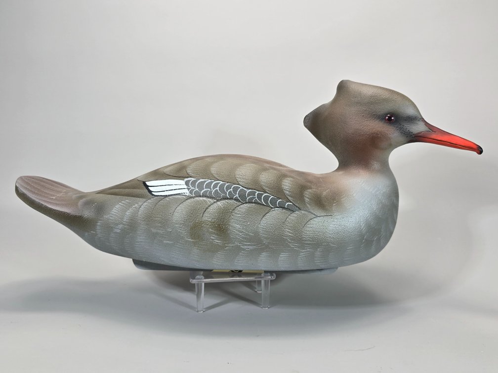 William Veasey,  Elkton,  MD Red Breasted Merganser Hen