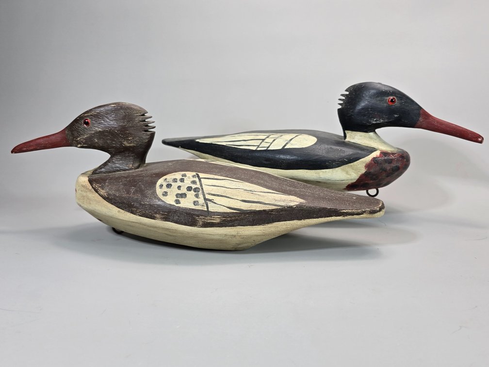 Red Breasted Merganser Pair With Chincoteague Influence