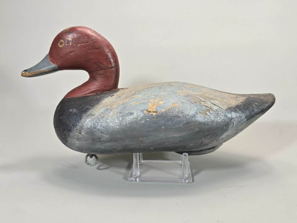 Paul Gibson,  Havre de Grace,  MD Redhead
