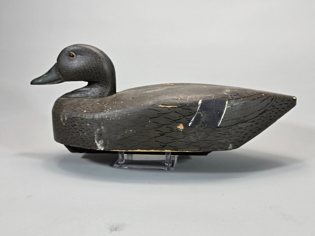 Wildflower Factory Black Duck