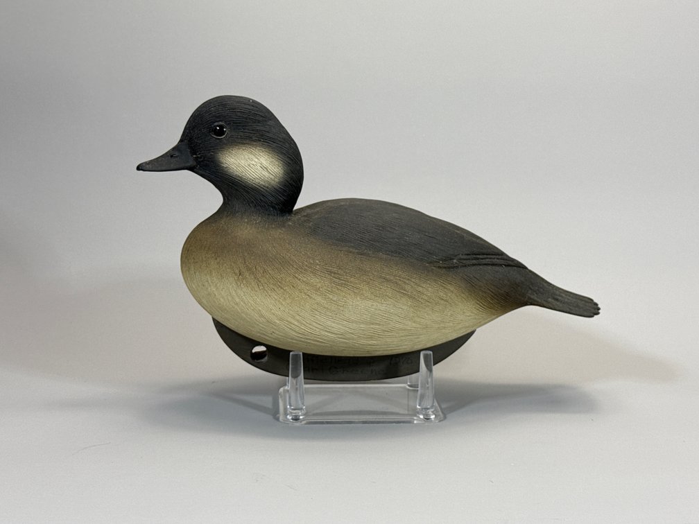 Charle Green, Bufflehead Hen