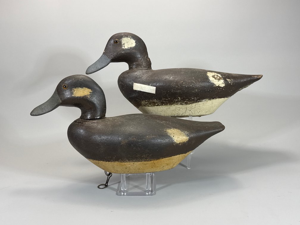Buffleheads, New York