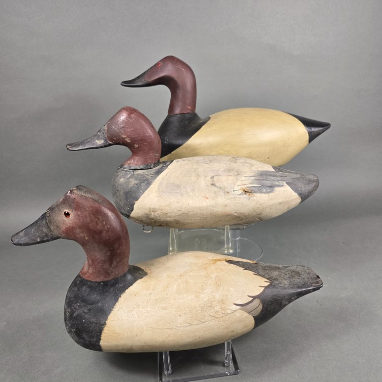 Rig of 3 Canvasbacks