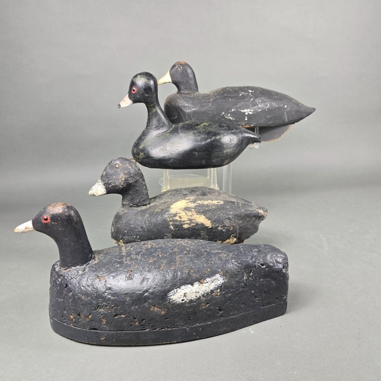 Rig of 4 Coots