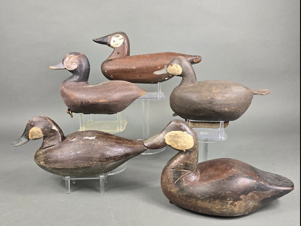 Rig of 5 Ruddy Ducks From Various Regions