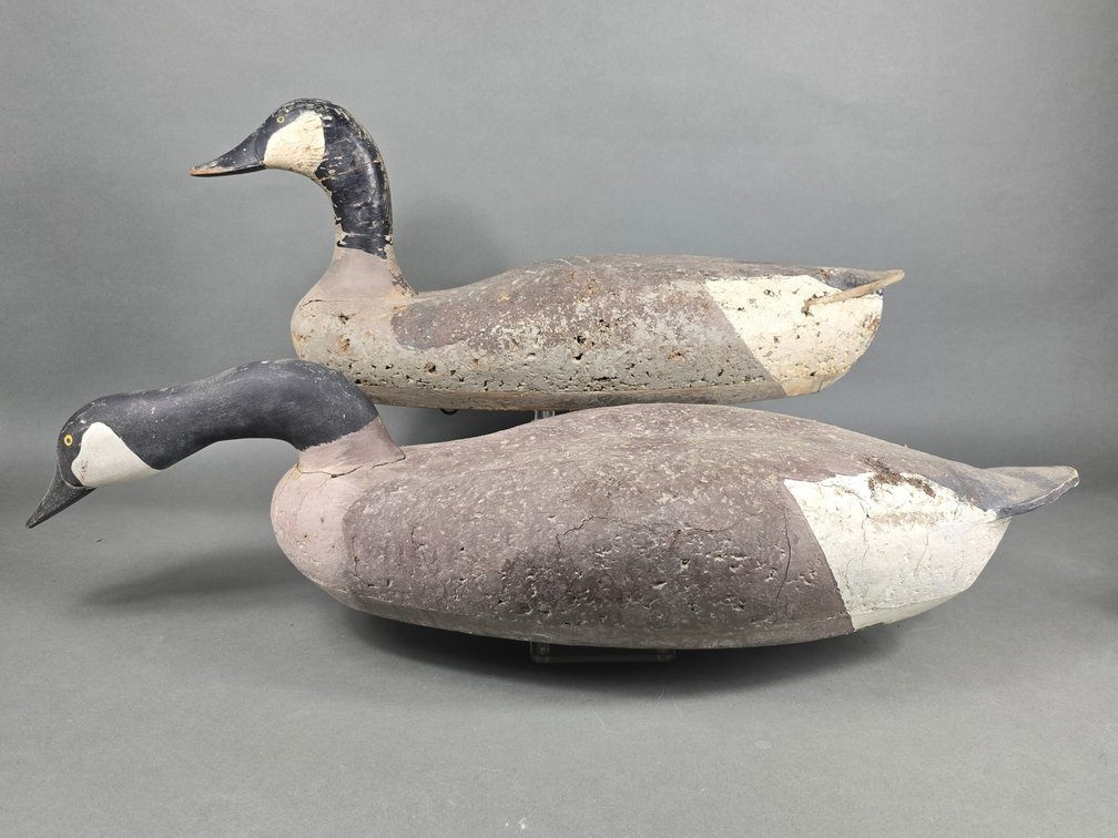 Madison Mitchell,  Havre de Grace, MD Canada Geese