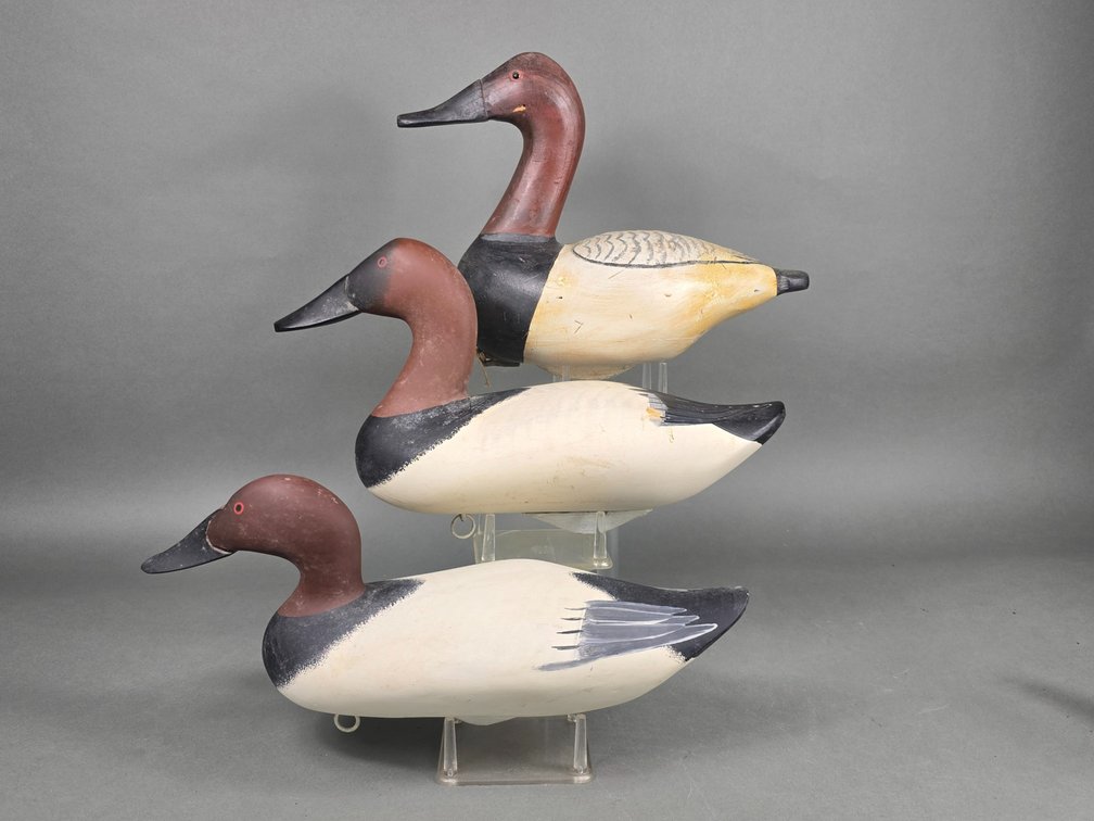 3 Maryland Canvasbacks