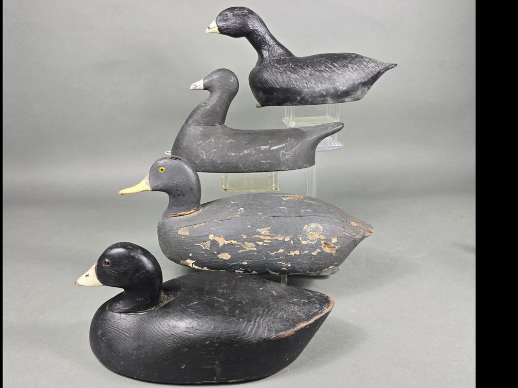Rig of 4 Coots