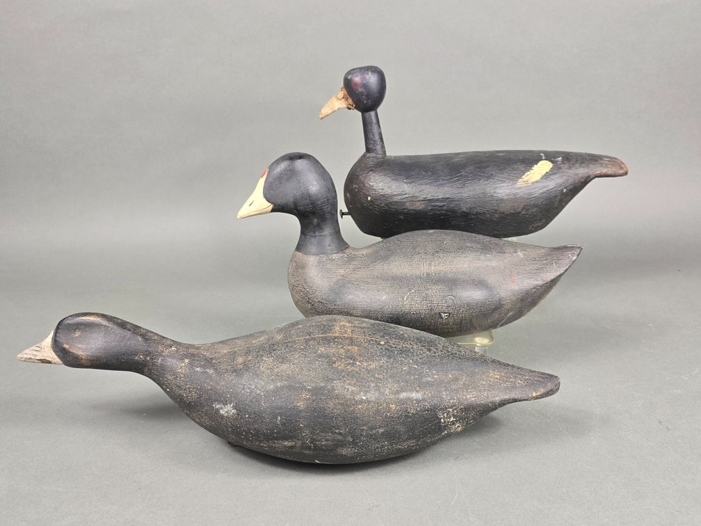 Coot Rig of 3