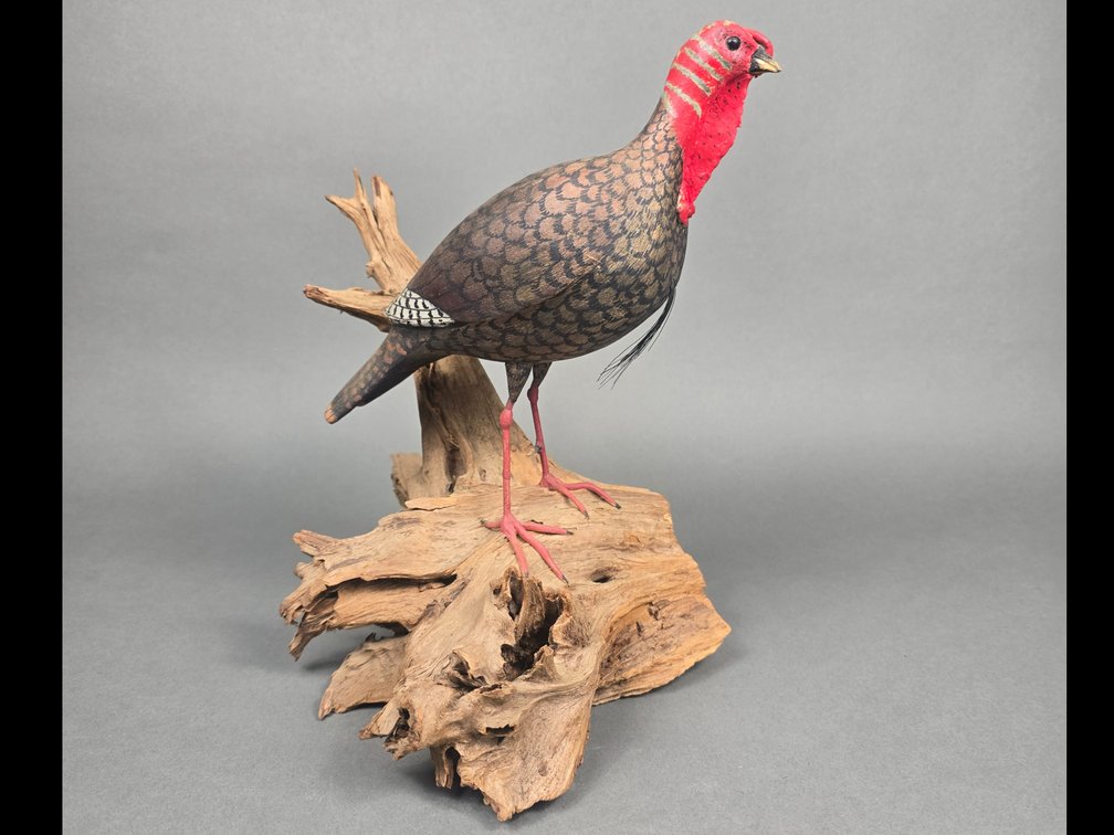 Cork McGee,  Chincoteague,  VA Miniature Turkey