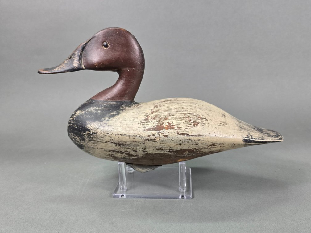 Dudley Style Canvasback