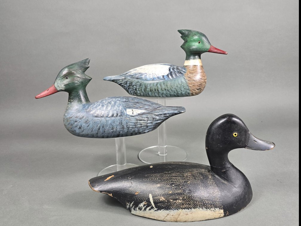 Mergansers and Bluebill From Canada
