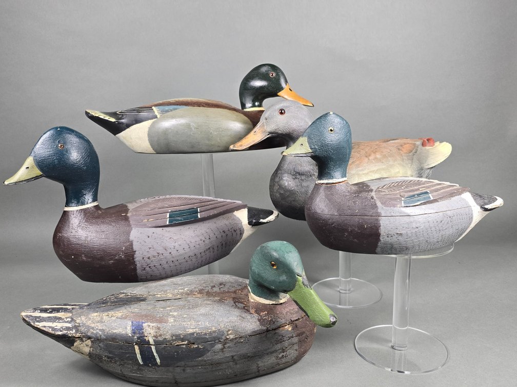 Selection of (5) Mallards