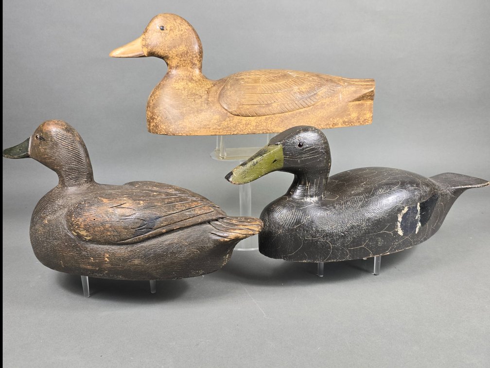 3 Black Ducks From Canada