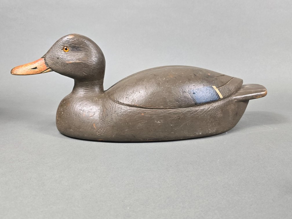 Robert Paquette, Ontario,  Canada Black Duck